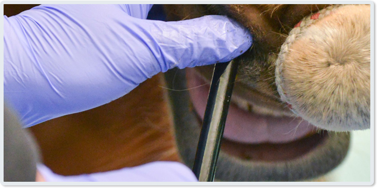 Endoskopie beim Pferd