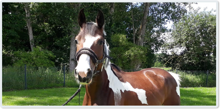 Merle, 3 jährige Scheckstute