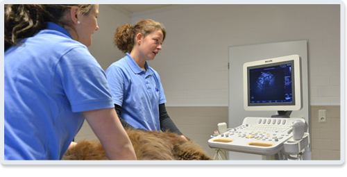 Tiermedizinische Fachangestellte gesucht (m/W