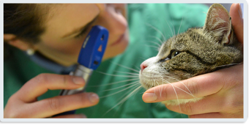 Tierarzt/-ärztin für Kleintiere in Vollzeit