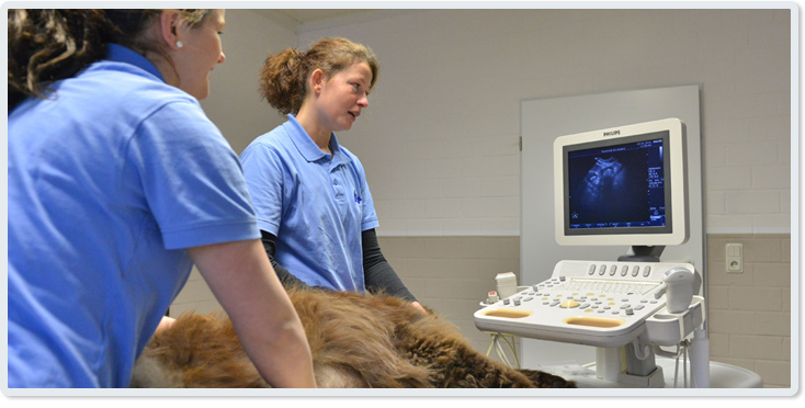 Ultraschall-Untersuchung beim Kleintier